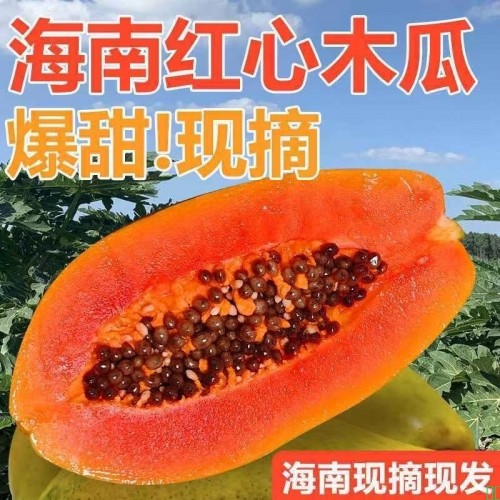 【顺丰包邮】海南红心木瓜牛奶树上熟当季新鲜孕妇水果整箱批发