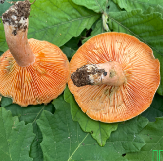 蘑菇野外生长三九菇菌新鲜枞树菌黄枞菌贵州松树菌九月香乌枞菌铜锣菌