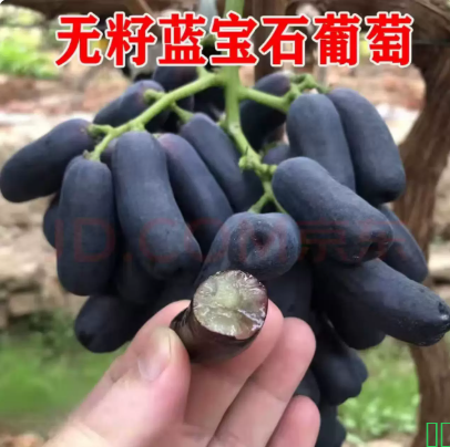现摘礼盒蓝宝石金手指无籽黑提水果黑美人指孕妇水果拇指葡萄京东