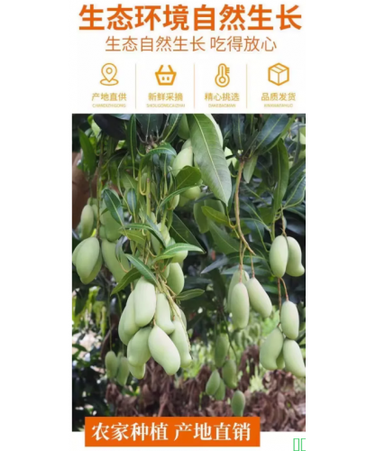 海南特产金煌芒果10斤装一级甜心芒大果当季水果新鲜包邮整箱优选