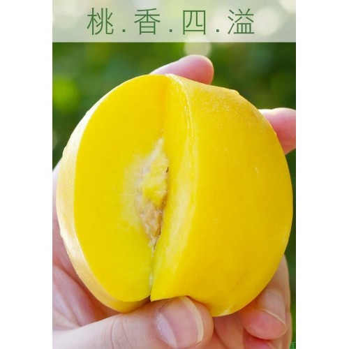 【商超品质】顺丰 黄金油桃山东桃子露天黄油桃新鲜净重3斤起彩箱