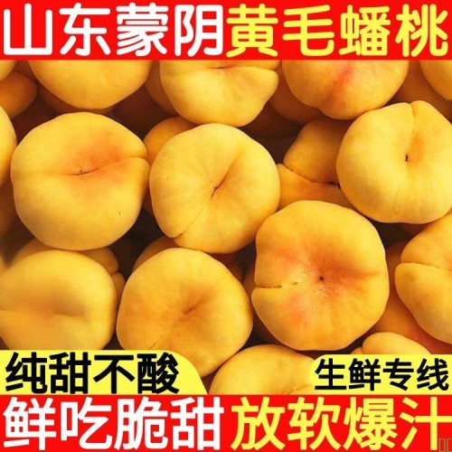 正宗山东蒙阴纯甜黄金蜜毛蟠桃子应季水果新鲜盘扁桃脆软彩虹当季