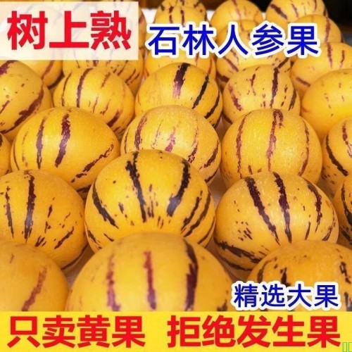 人参果圆果黄心黄肉云南石林大果新鲜孕妇应季低糖水果人生果应季