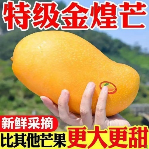 【超甜】正宗金煌芒芒果新鲜当季应季水果薄皮大青芒海南芒果实惠