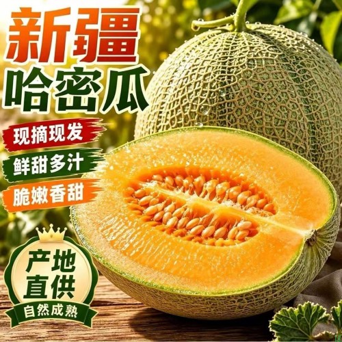 正宗新疆哈密瓜西州蜜蜜汁酥脆优选新鲜农家甜瓜脆甜多汁薄皮