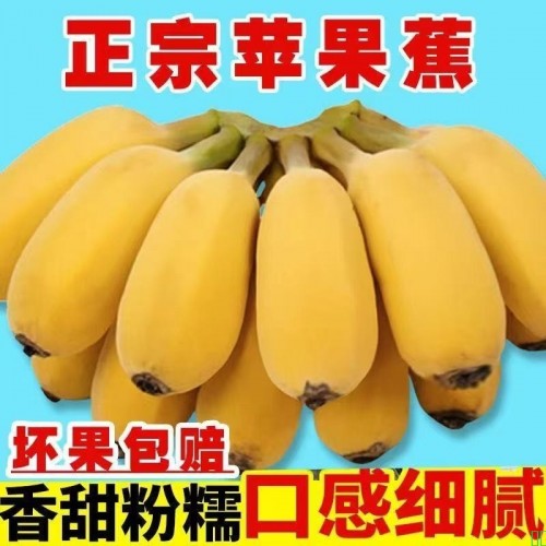广东正宗苹果粉蕉应季水果新鲜现摘软糯香蕉原生态苹果蕉批发整箱